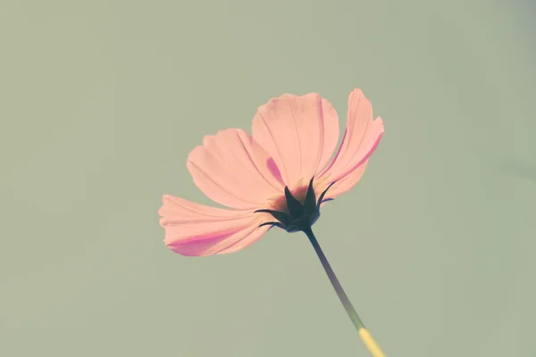 ดอกไม้ที่มีผลกระทบการกรองสไตล์วินเทจย้อนยุค — ภาพถ่ายสต็อก