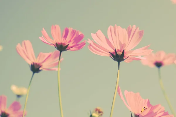 Blumen mit Filtereffekt im Retro-Vintage-Stil — Stockfoto