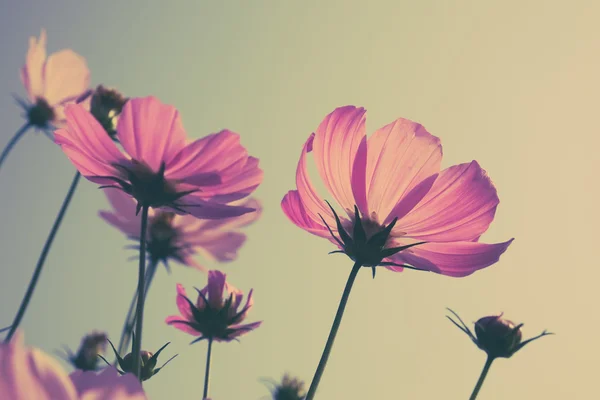 Fleurs avec effet filtre style vintage rétro — Photo