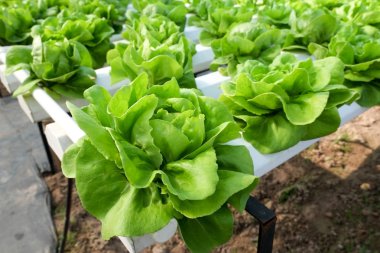 Organik hidroponik sebze yetiştirme çiftliği