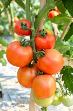 Olgun bahçe domatesleri toplanmaya hazır.