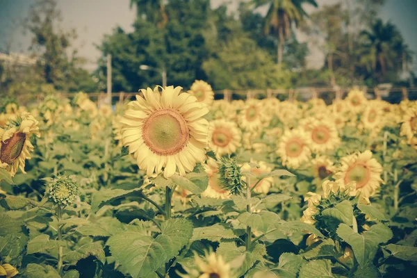 Bunga matahari dengan efek penyaring gaya vintage retro — Stok Foto