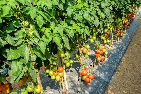 Спелые садовые помидоры готовы к сбору — стоковое фото
