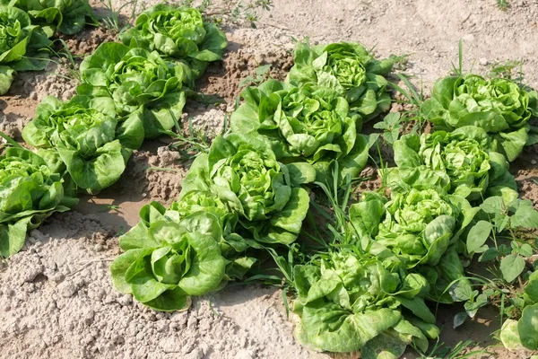 Warzywa, wyrastające z ziemi w ogrodzie — Zdjęcie stockowe