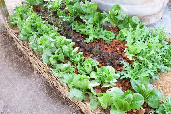 Groenten groeien uit de aarde in de tuin — Stockfoto