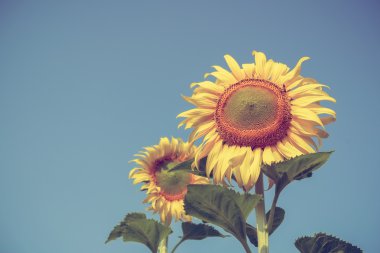 Ayçiçeği filtre etkisi retro vintage tarzı ile