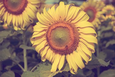 Ayçiçeği filtre etkisi retro vintage tarzı ile