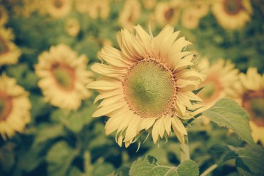 Ayçiçeği filtre etkisi retro vintage tarzı ile