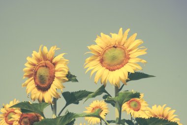 Ayçiçeği filtre etkisi retro vintage tarzı ile