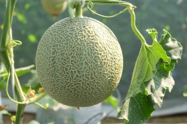 Çiftlik Tayland bir serada büyüyen kavun