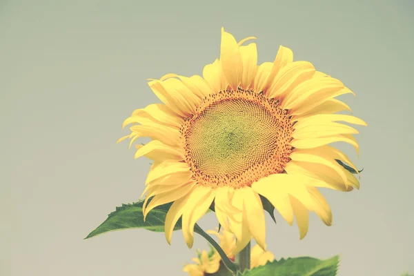 Slunečnice s filtrační efekt retro vintage stylu — Stock fotografie