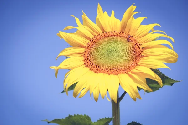 Sonnenblume mit Filtereffekt im Retro-Vintage-Stil — Stockfoto