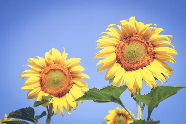 Zonnebloem met filter effect retro vintage stijl — Stockfoto