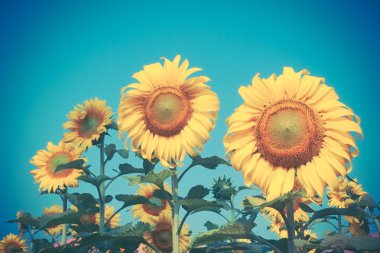 Ayçiçeği filtre etkisi retro vintage tarzı ile