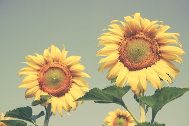 Ayçiçeği filtre etkisi retro vintage tarzı ile