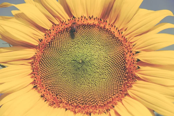 Sunflower with filter effect retro vintage style — Stock Photo, Image