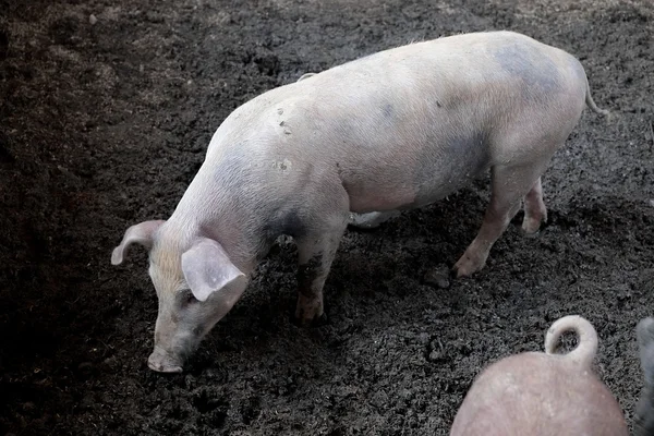 Schweine im Bauernhof — Stockfoto