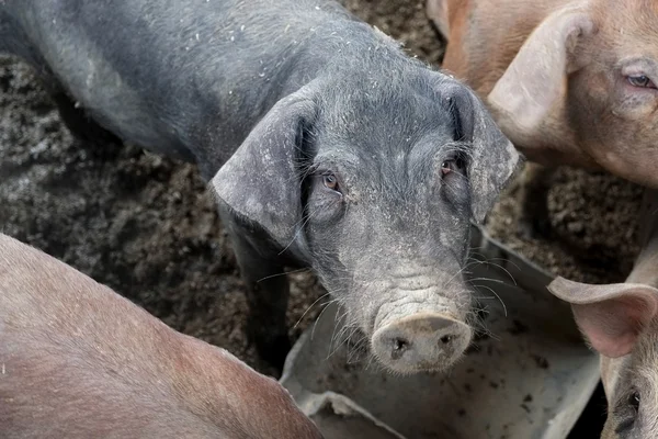 Schweine im Bauernhof — Stockfoto