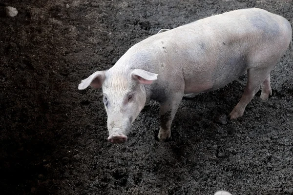 Schweine im Bauernhof — Stockfoto