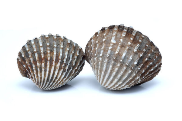 fresh cockles seafood on white background