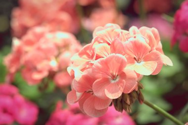 Arka plan - Vintage filtre için güzel buket çiçek