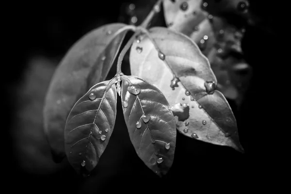 Blatt und Wassertropfen schwarz und weiß — Stockfoto