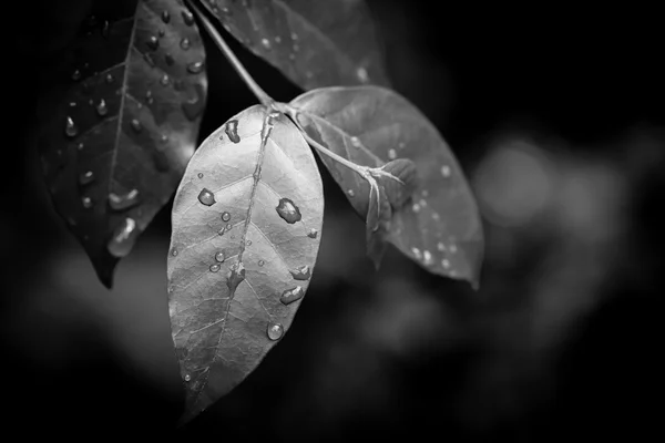 잎과 물 드롭 흑인과 백인 — 스톡 사진
