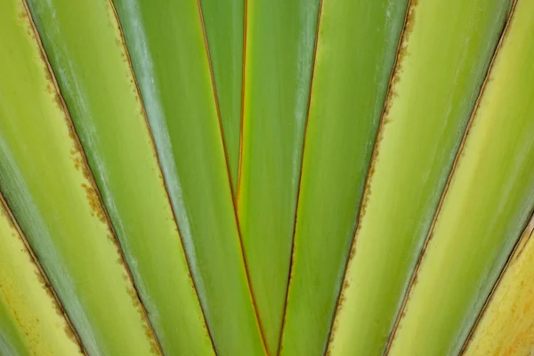 Banana foglia sfondi astratti — Foto Stock