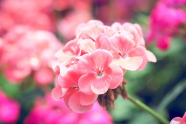 Arka plan - Vintage filtre için güzel buket çiçek