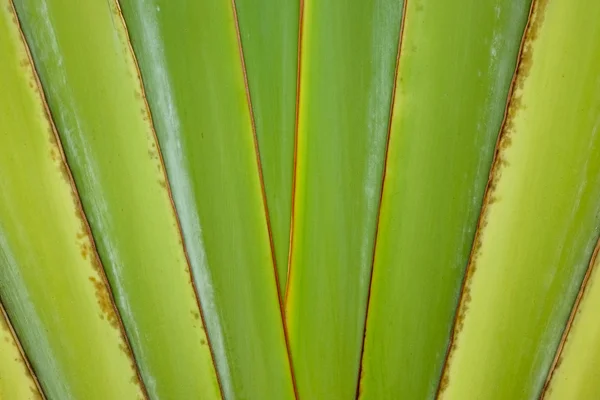 Banana foglia sfondi astratti — Foto Stock