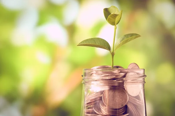 Sprout growing on glass piggy bank in saving money concept with filter effect retro vintage style — Stock Photo, Image