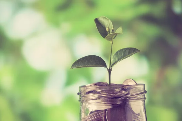 Brote creciendo en la alcancía de vidrio en concepto de ahorro de dinero con efecto de filtro estilo vintage retro —  Fotos de Stock