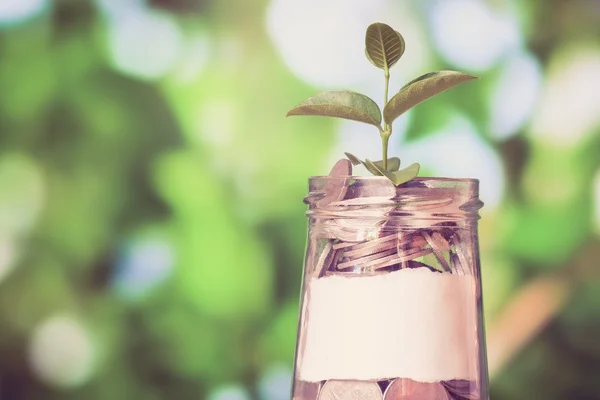 Geld besparen voor investeringen concept plant groeit uit munten mon — Stockfoto