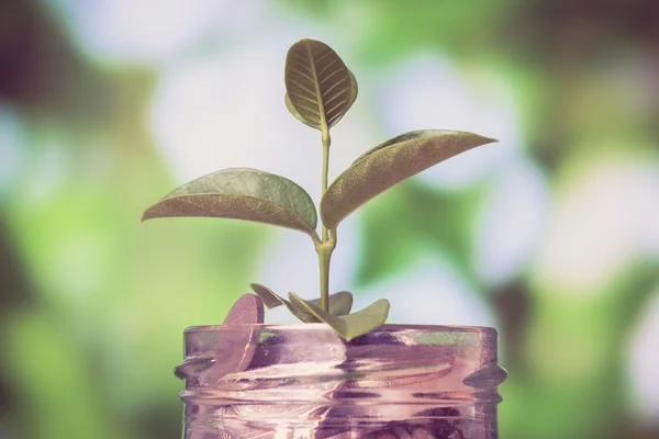 Economizar dinheiro para o conceito de investimento planta crescendo a partir de moedas mon — Fotografia de Stock