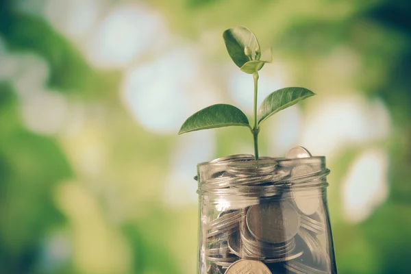 Sprout growing on glass piggy bank in saving money concept with filter effect retro vintage style — Stock Photo, Image