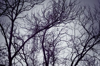 Filtre etkisi retro vintage tarzı ile ağaç siluet