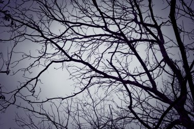 Filtre etkisi retro vintage tarzı ile ağaç siluet