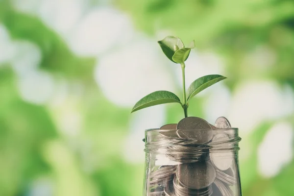 Sprout growing on glass piggy bank in saving money concept with filter effect retro vintage style — Stock Photo, Image