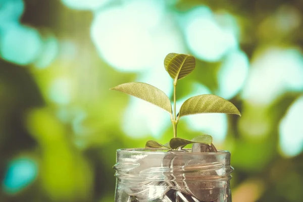 Geld besparen voor investeringen concept plant groeit uit munten mon — Stockfoto