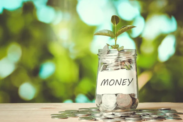 Geld besparen voor investeringen concept plant groeit uit munten mon — Stockfoto