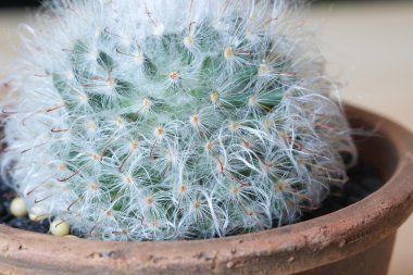 kaktüs, kaktüs bitki saksı içinde yukarıya kapatmak