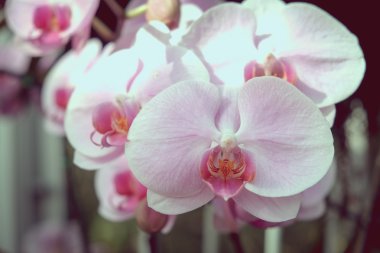 Filtre etkisi retro vintage tarzı çiçeklerle