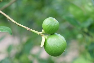 Limon meyve, yeşil ıhlamur ağacı dallarında asılı
