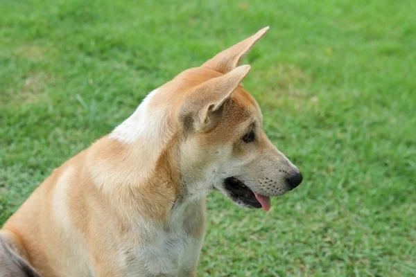 Cão tailandês na grama verde no jardim — Fotografia de Stock