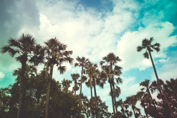Ретро відфільтрованих одного пальмових дерев — Stok fotoğraf