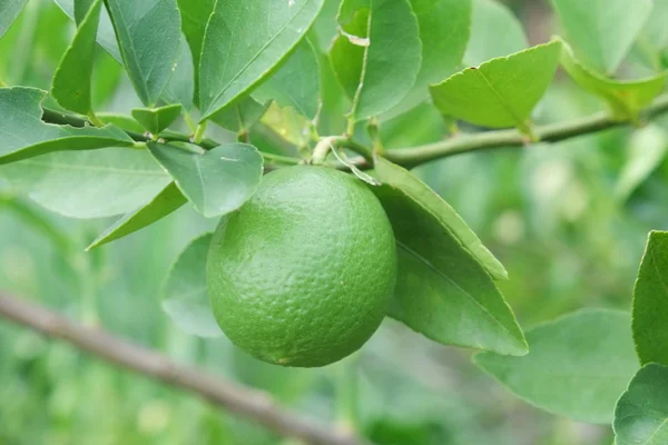 Лимонный плод, липа зеленая, свисающая с ее ветвей. — стоковое фото