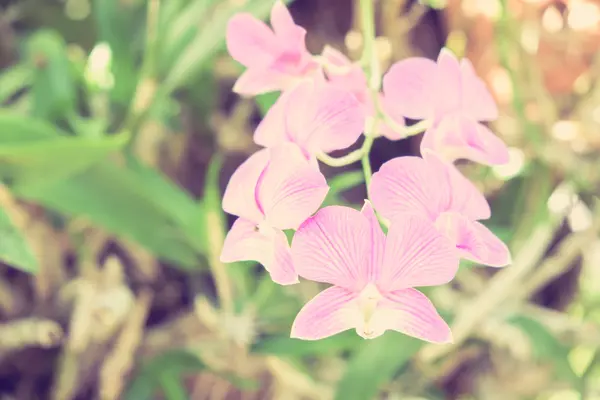 Blommor med filter effekt retro vintage stil — Stockfoto