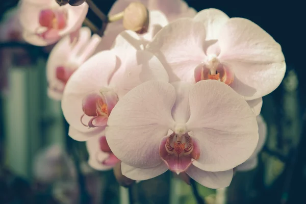 Blumen mit Filtereffekt im Retro-Vintage-Stil — Stockfoto