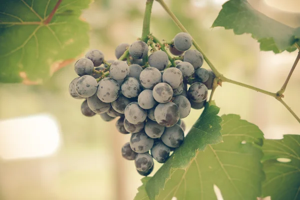 Raisins suspendus à une vigne avec effet filtre style vintage rétro — Photo