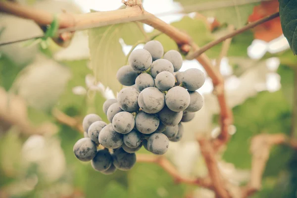 Uvas cuelgan de una vid con efecto filtro estilo vintage retro — Foto de Stock